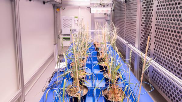 Pflanzen in der Klimakammer