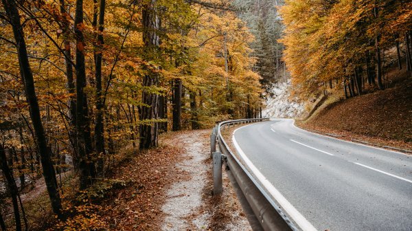 Straße und Bäume mit bunt gefärbten Blättern im Hintergrund
